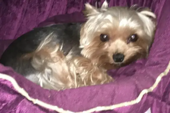 Собаки потеряшки, Нижний Новгород, фото: Потеряшка собака Маша на ул. Коминтерна, 139, Н. Новгород