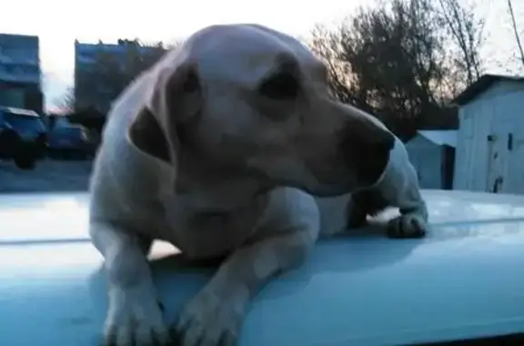 Пропала добрая палевая собака на улице Есенина, Новосибирск