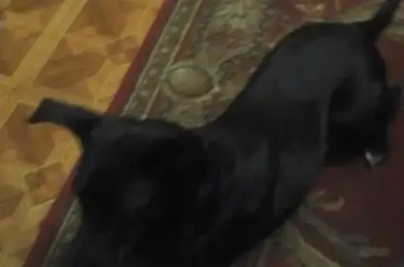 Пропала собака в аэропорту Внуково, черная с белыми носочками.