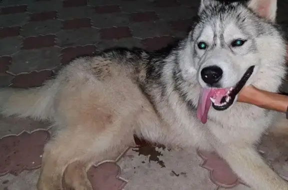 Пропала собака в Уфе, найдена в Акбердино-Нагаево