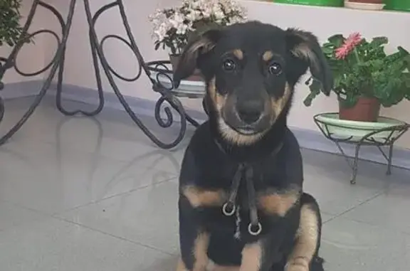 Найдена собака возле Искры во Владивостоке