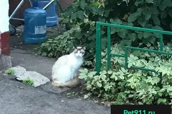 Пропала кошка, кот найден в Теплом Стане, Москва