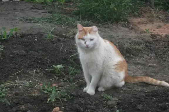 Пропала кошка в Старом Осколе, Белгородская область