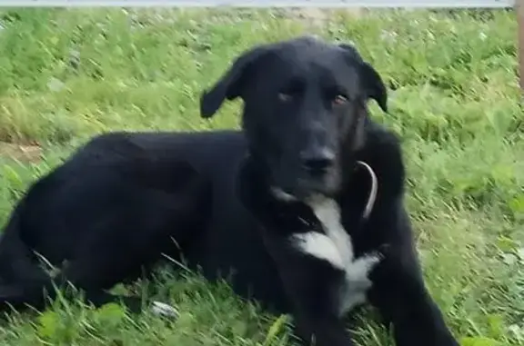 Собака найдена в деревне Бережки, Подольский район.