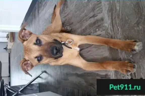 Пропала и найдена собака в Тюмени