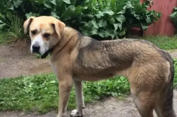 Собака найдена в Краснозаводске, Московская область