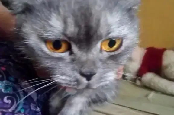 Пропала британская кошка на Солнечной улице в Кирове