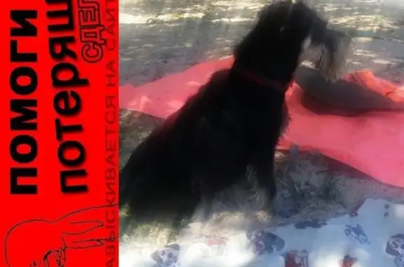 Пропала собака в районе Золотого пляжа, Краснодарский край