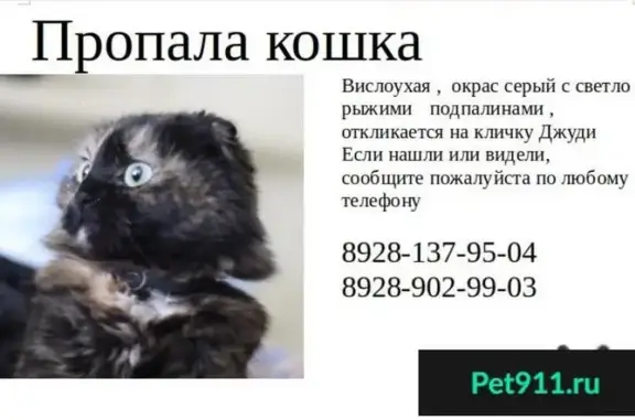 Пропала кошка на Улице Левченко - Серова, Батайск