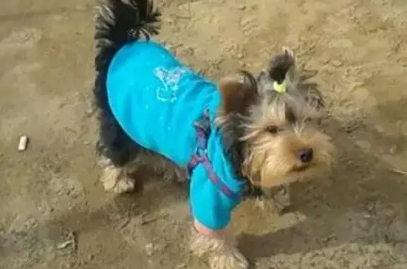 Собаки потеряшки, Смоленщина, фото: Потеряшка мальчик йоркширского терьера в СНТ 