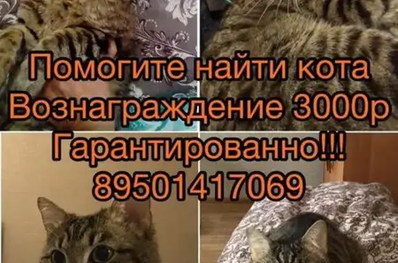 Пропала кошка в Иркутске, м-н Юбилейный, 18 июня, вознаграждение!