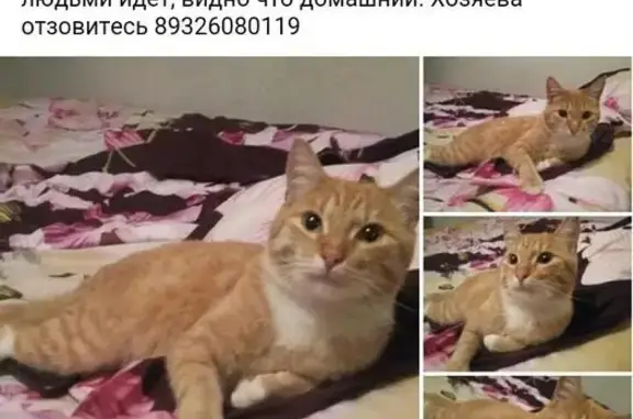 Найден домашний кот на Селькоровской-Аптекарской (Екатеринбург)