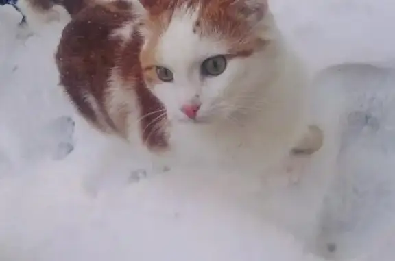 Пропал кот в коттеджном поселке в Ивантеевке