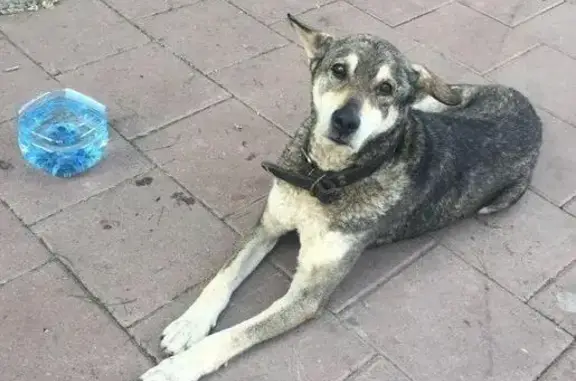 Собака ждет хозяина на остановке (Екатеринбург)