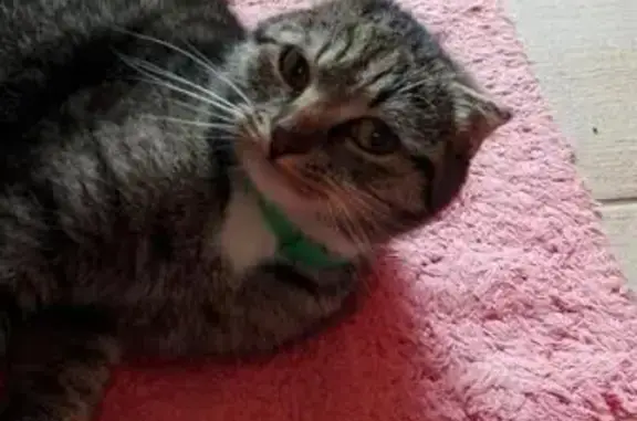 Найдена полосатая кошка без хозяина в Всеволожске