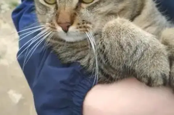 Найдена кошка ВНИМАНИЕ КТО ПОТЕРЯЛ в Петрозаводске