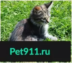 Собаки потеряшки, Иваново, фото: Потеряшка кошка в Иваново, вознаграждение гарантируем!