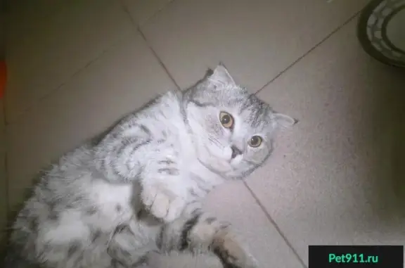 Найдена кошка в Оренбурге, ул. Гагарина-Газовиков, 24 мкр
