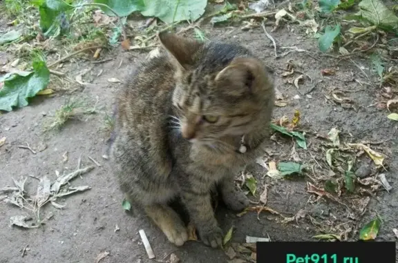Пропала кошка в Пушкино, расцветка 