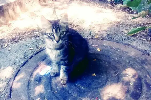 Найдена кошка в Краснодаре, район Табачной фабрики
