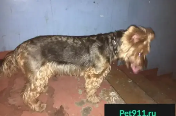 Собака найдена на улице Жукова в Иркутске-2