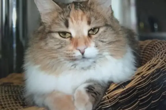 Кошки потеряшки, Соболиха, фото: Потеряшка кошка в районе Ждановца, Соболихи и Федурино