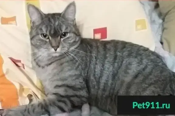 Кошки потеряшки, Омск, фото: Потеряшка кот Милкис на ул. Масленникова 62, Омск