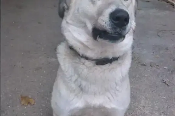 Пропала белая собака Долли на ул. Роз, Ставрополь