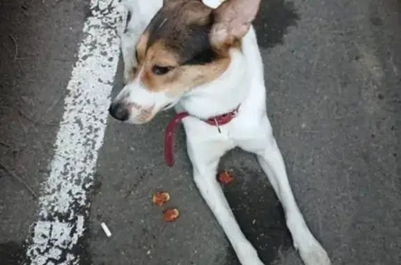 Пропала собака на Кустанайской улице, Москва
