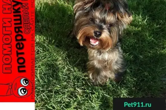 Собаки потеряшки, Иваново, фото: Потеряшка собака возле СНТ Авиатор, помогите!