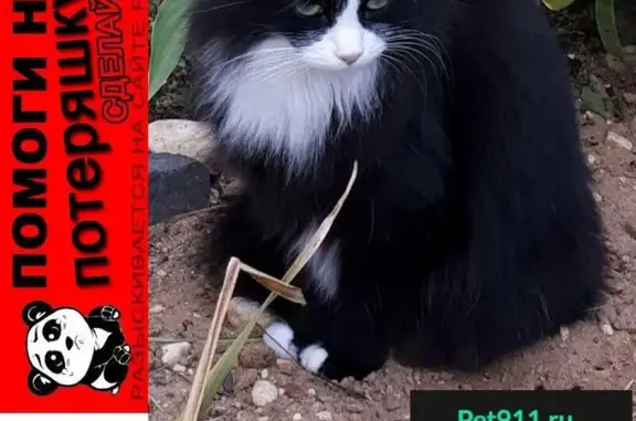 Пропала кошка Матильда в д. Соболево, Кимрский район.