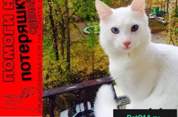 Пропал крупный белый кот в Западном Дегунино