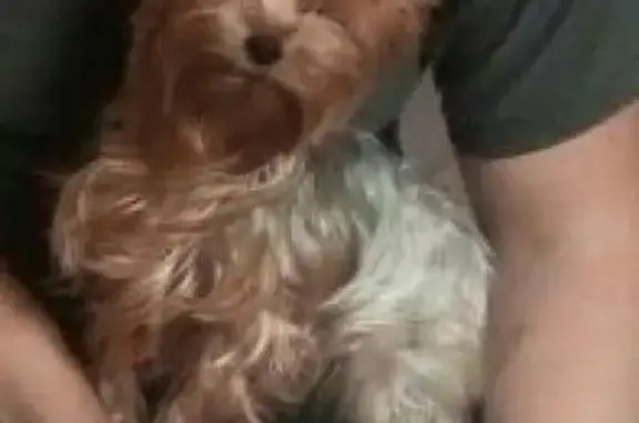 Собаки потеряшки, , фото: Потеряшка собака в районе Аэрограда