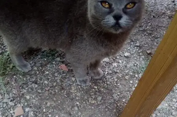 Найдена ласковая кошка на Хибинской улице в Лабинске