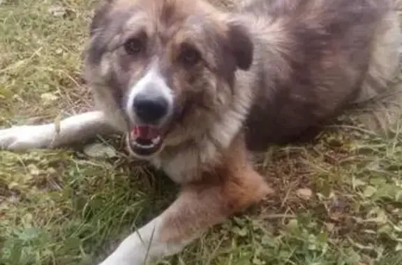 Собака с ошейником найдена в Тверской области, возможно кавказская овчарка.