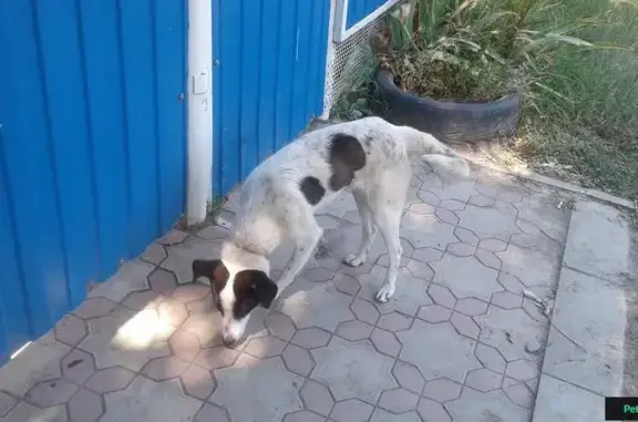 Найдена собака на улице Гоголя, Лабинск