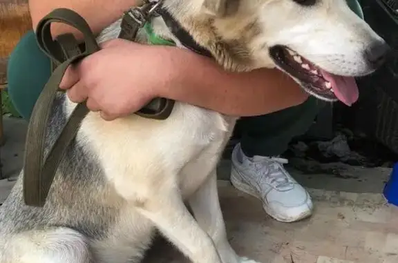 Найдена собака в деревне Полтево, Московская область