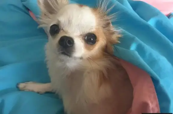 Собаки потеряшки, Штормовское, фото: Потеряшка собака в селе Поповка, Крым