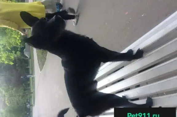 Пропала собака в Ленинском районе, кличка «Джек»