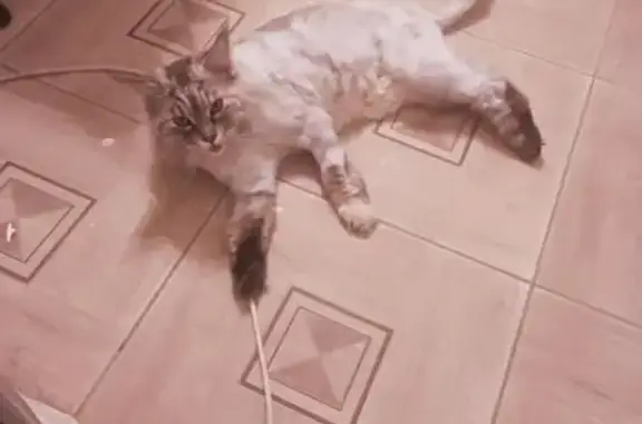 Пропала серебристо-белая кошка в Щёлковском районе МО