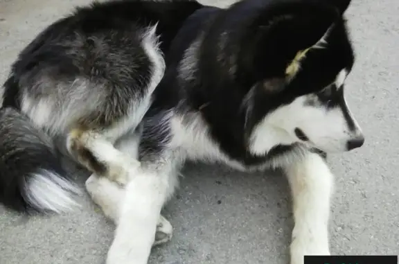 Найден пес в Ленинском районе, ищет дом