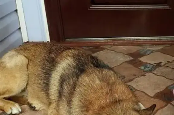 Пропала собака в Арзамасском районе, вознаграждение