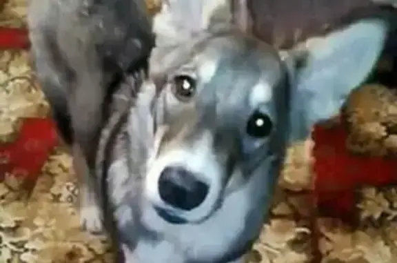 Найдена собака в Сургуте, ищет дом.