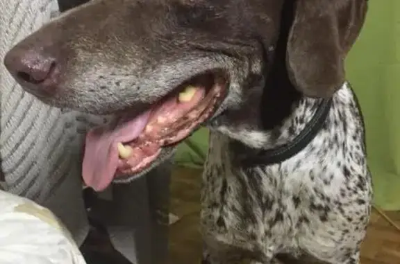 Найдена собака в Феодосии на ТЕZ заправке