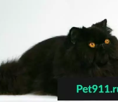 Пропала черная кошка в СНТ Чайка, 7 линия, 322 участок