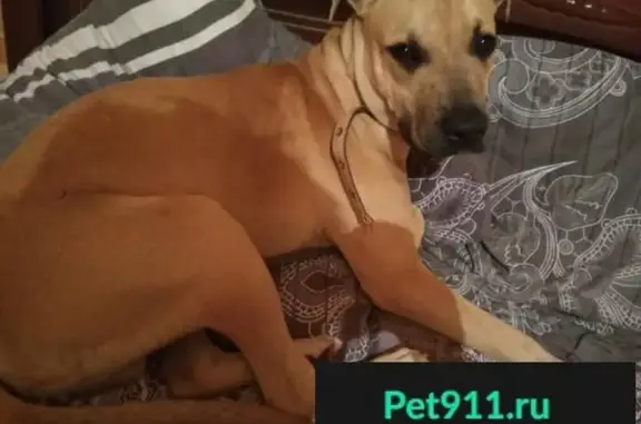 Найдена собака в Солнечногорске, ищем хозяина