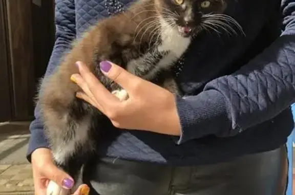 Найден котенок в Москве