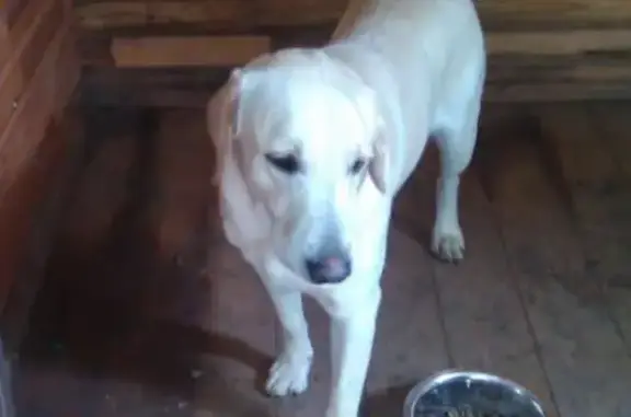 Собака с ошейником найдена в Салтыковке