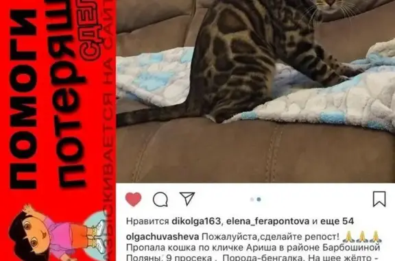 Пропала кошка в районе 9 просеки, Барбошина Поляна (кличка-Ариша)