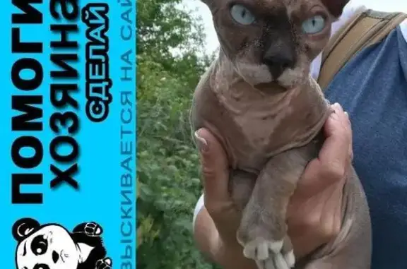 Пропала кошка, найден сфинкс в Казани